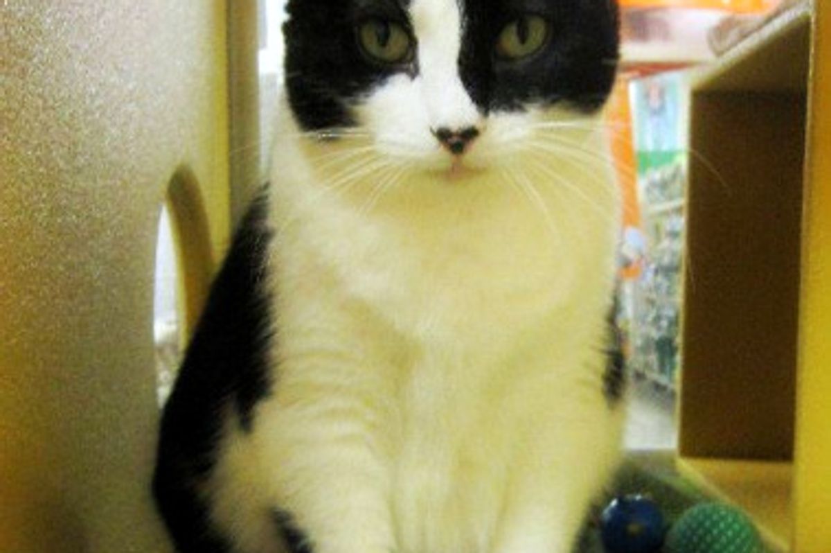 Pebbles and Mommy Need a Forever Home