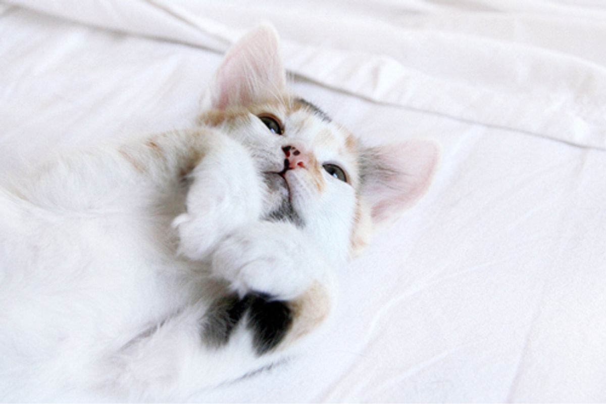 Little Calico Fur Baby