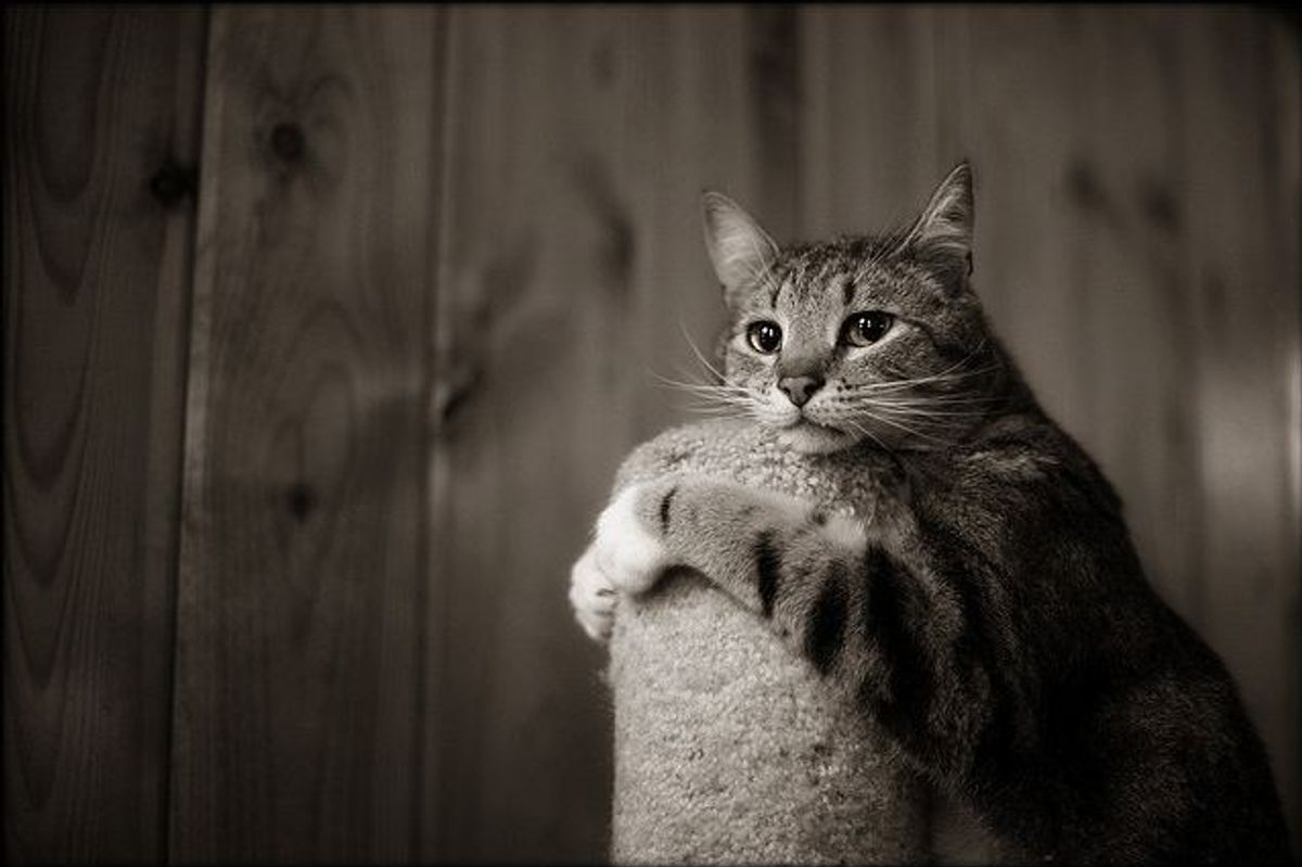 Cat Loves Scratching Post