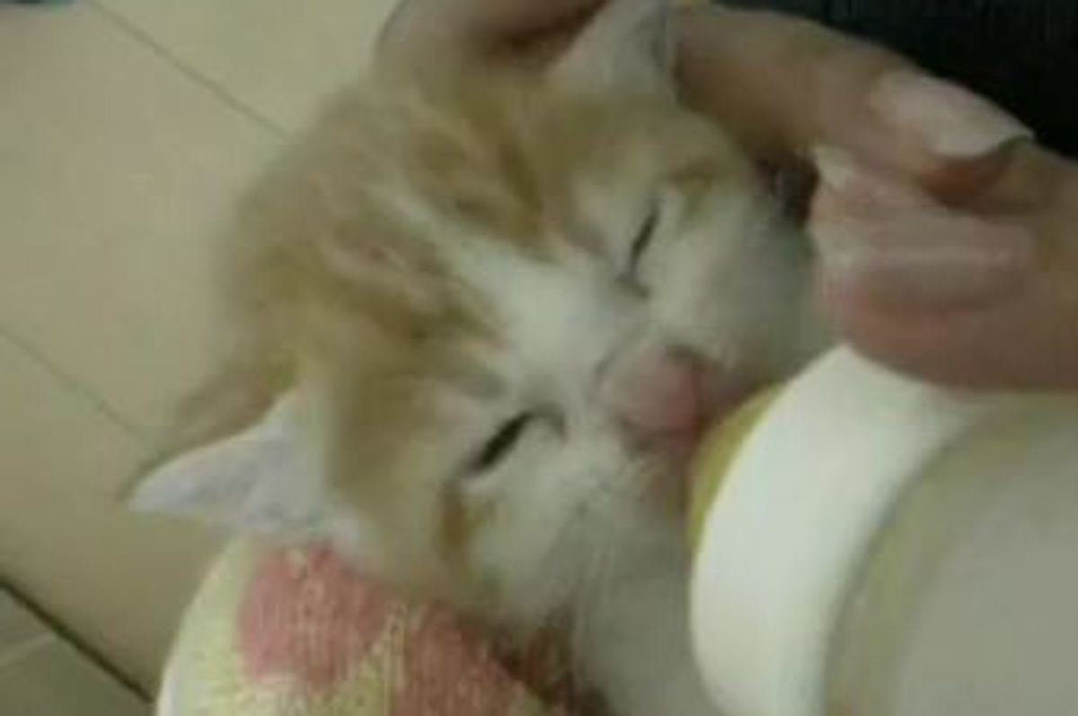 Rescued Kitten Having Noms