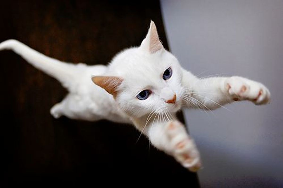 Story of a White Rescue, Mister Peaches