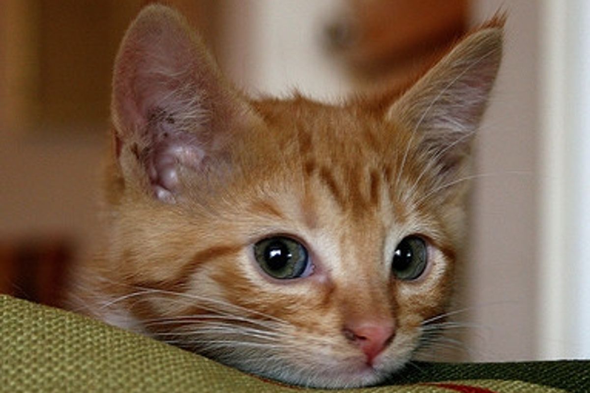 Halia the Ginger Baby