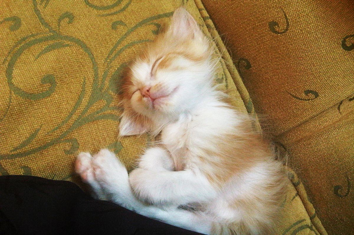 Happy and Sweepy Kitty