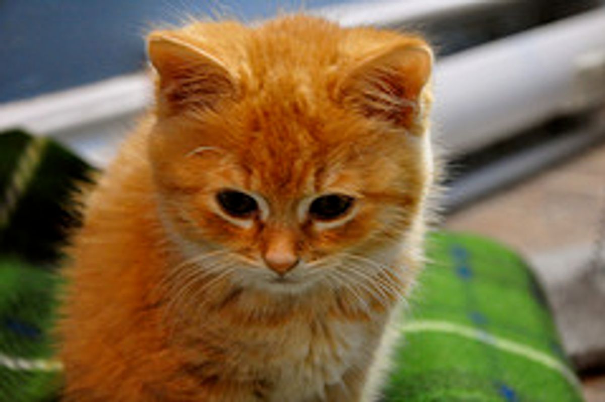 Ginger Kitty Guards Lightswitch