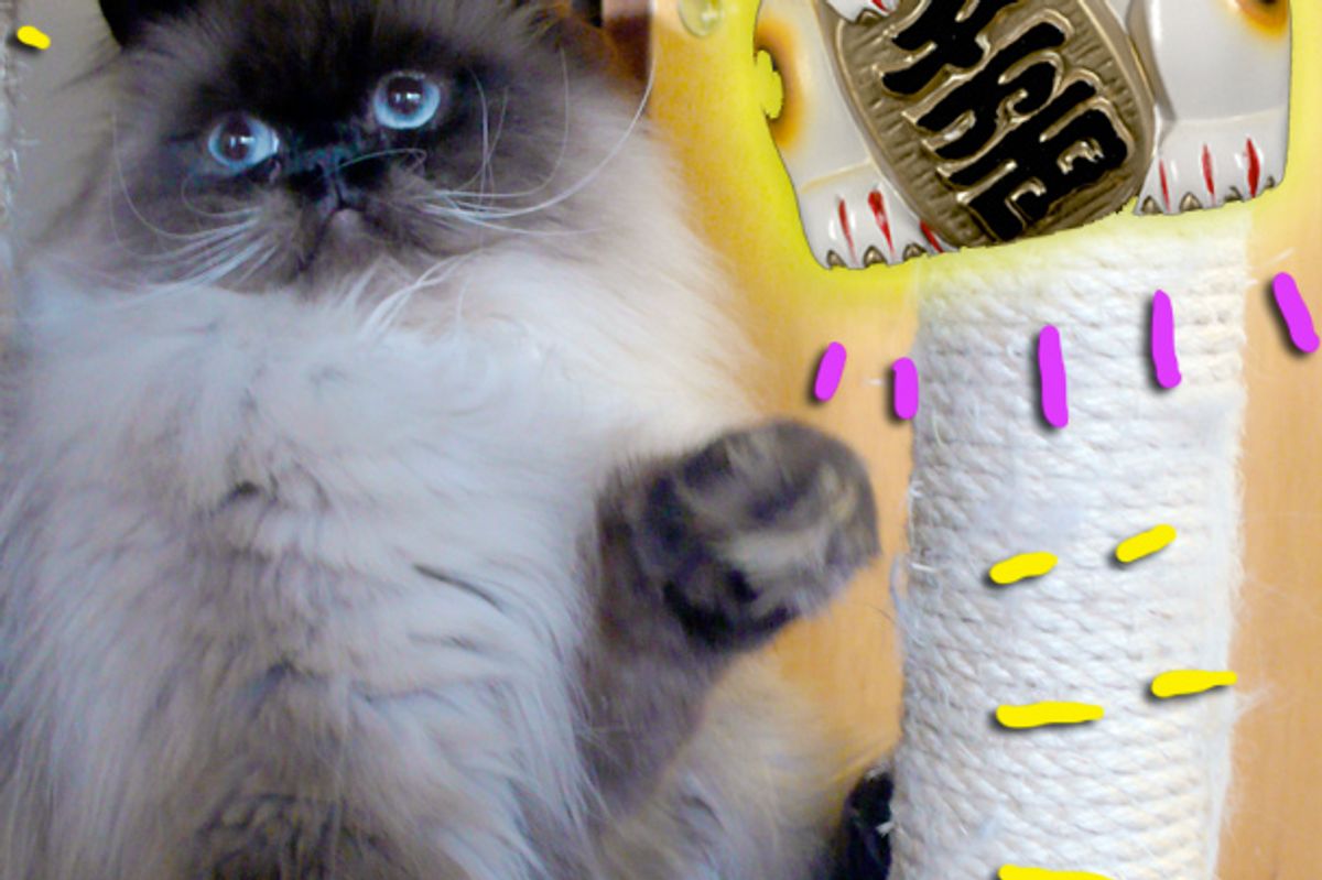 “My Himalayan Cat Goma Brings Sunshine to My Life”