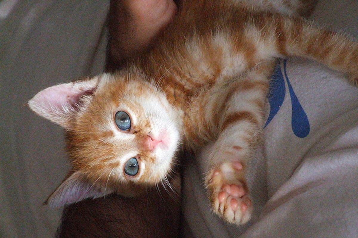 Ginger Kitten vs Potato