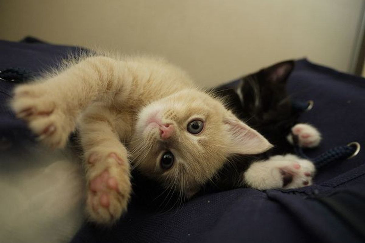 Little Chester and Sophia