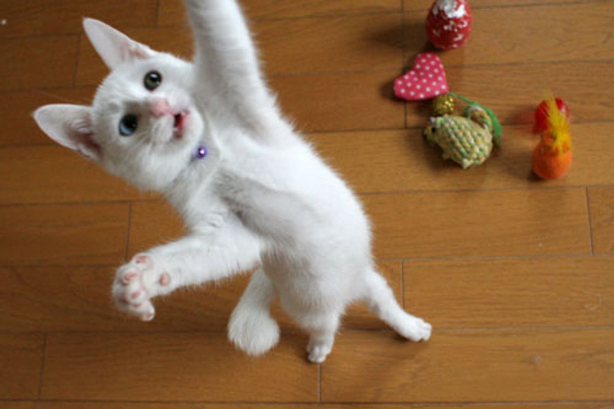 Lovely Rescue Story of Akiho the White Baby