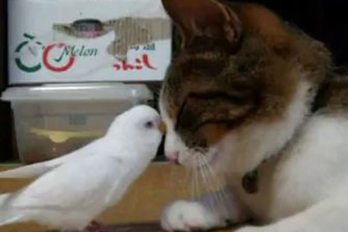 Cat and Bird Best Buddies