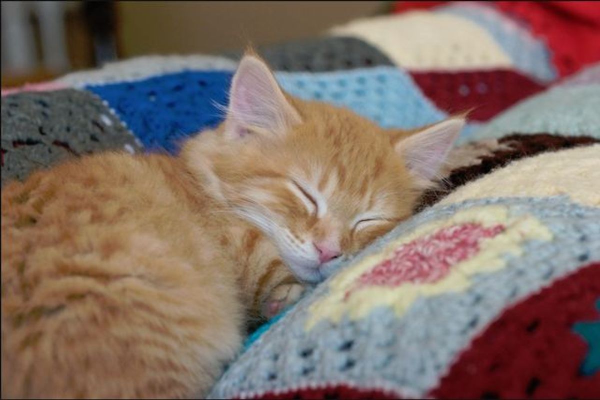 Oscar, the Little Ginger Mischief Maker