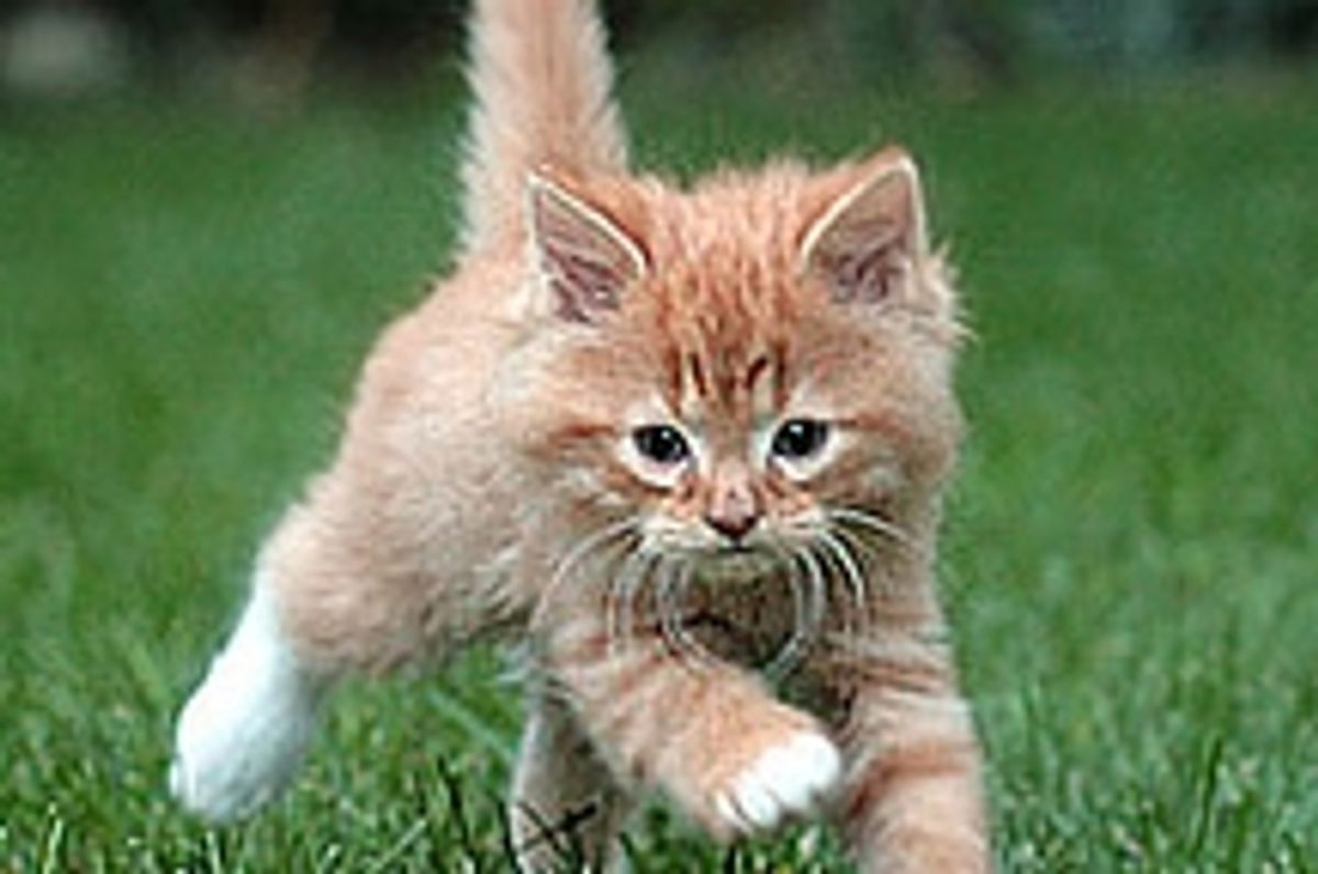 Adorable Ginger Puffball Pumpkin