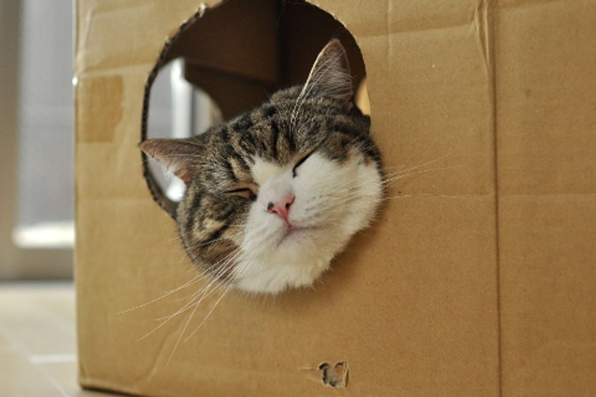 Maru the Cat Protects His Toy