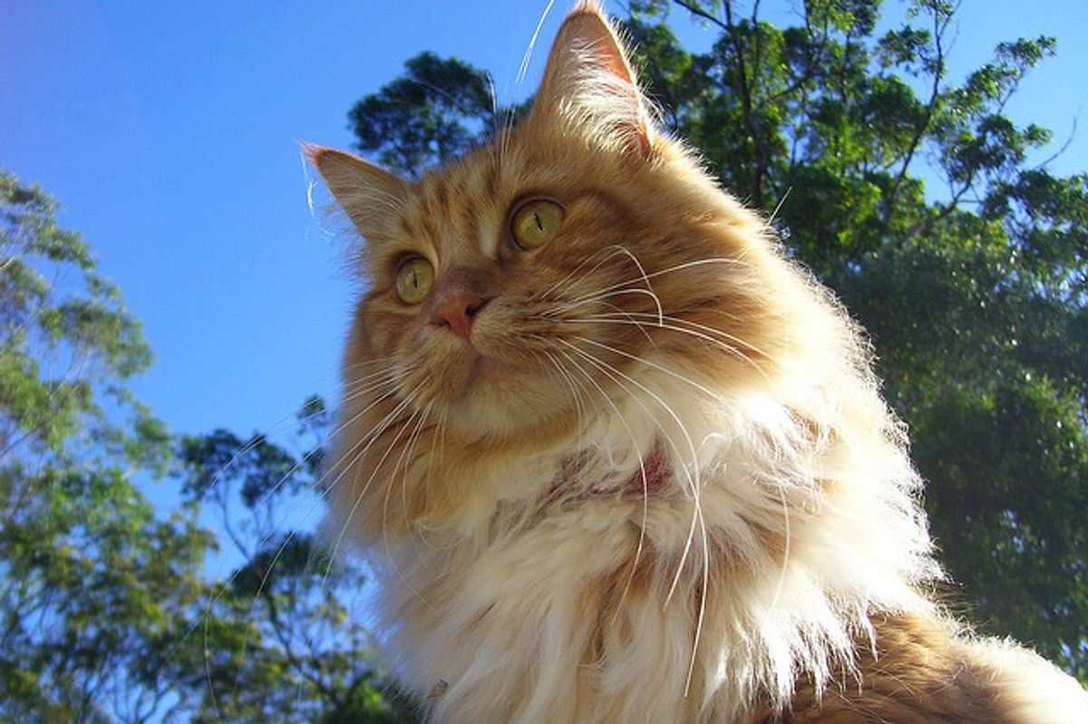 Garfield the Fluffy Ginger Furball