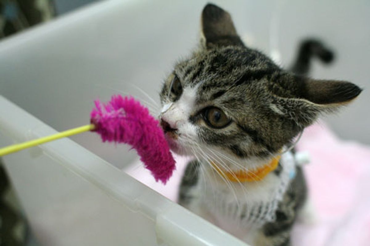 Kouki the Rescue and His Will to Live