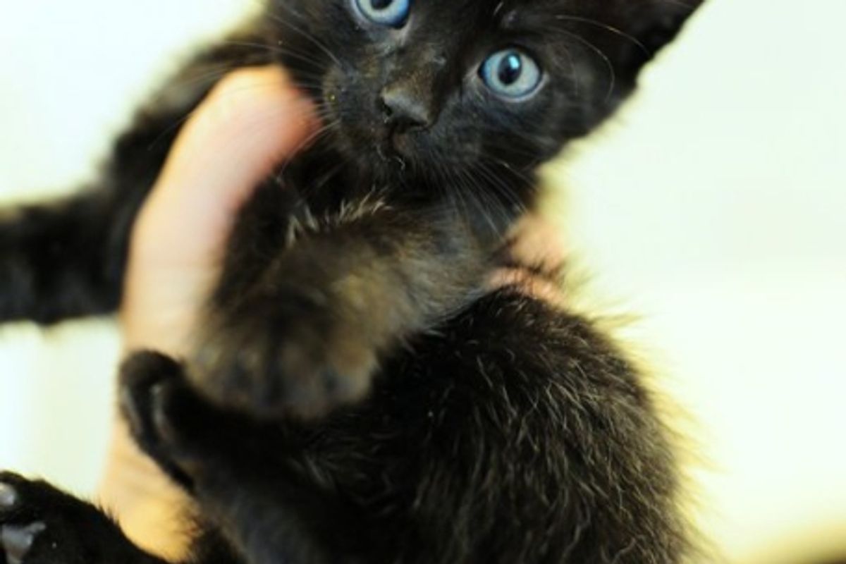 Robin the Little Rescued Manx