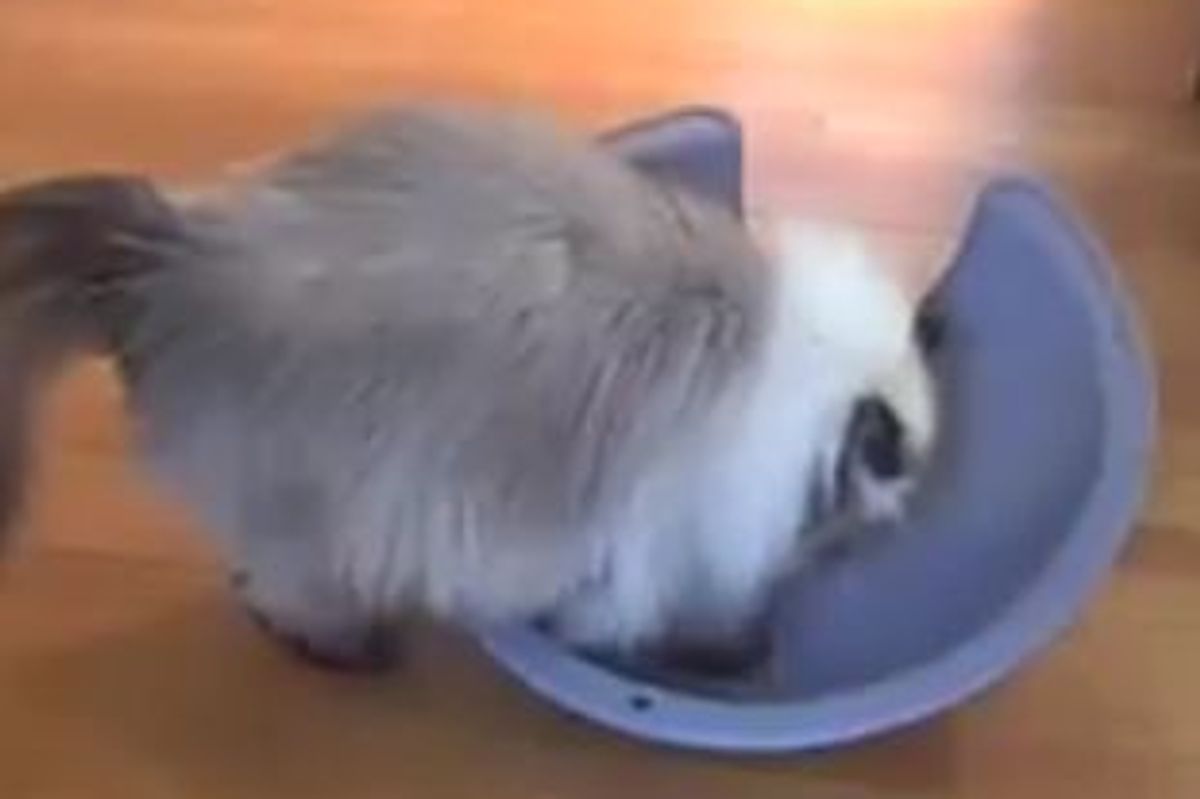 Kitty Plays With a Dome