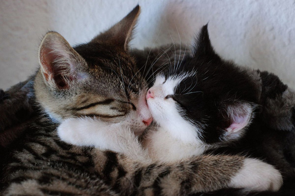 Two Kittens and Their Loving Home