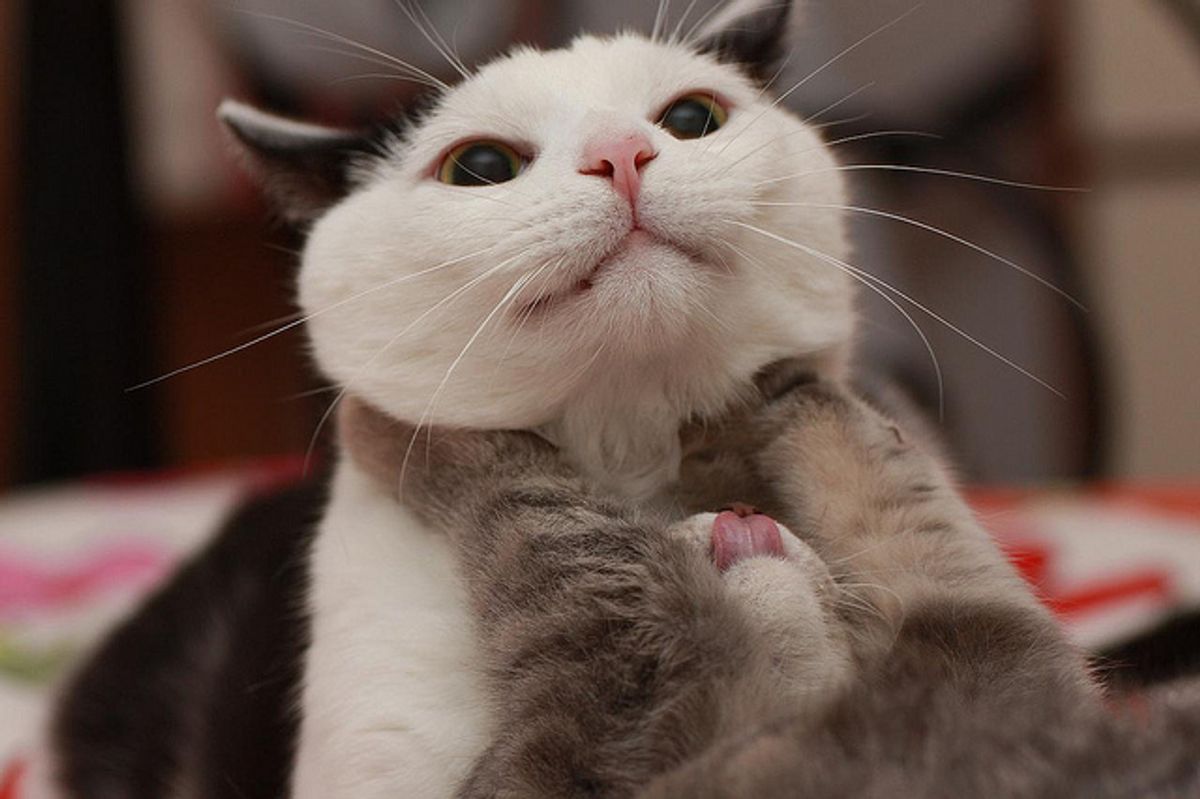 Timmy the Smart Little Rescue