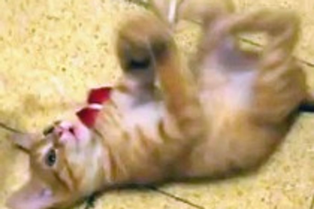 Energetic Ginger Puffball