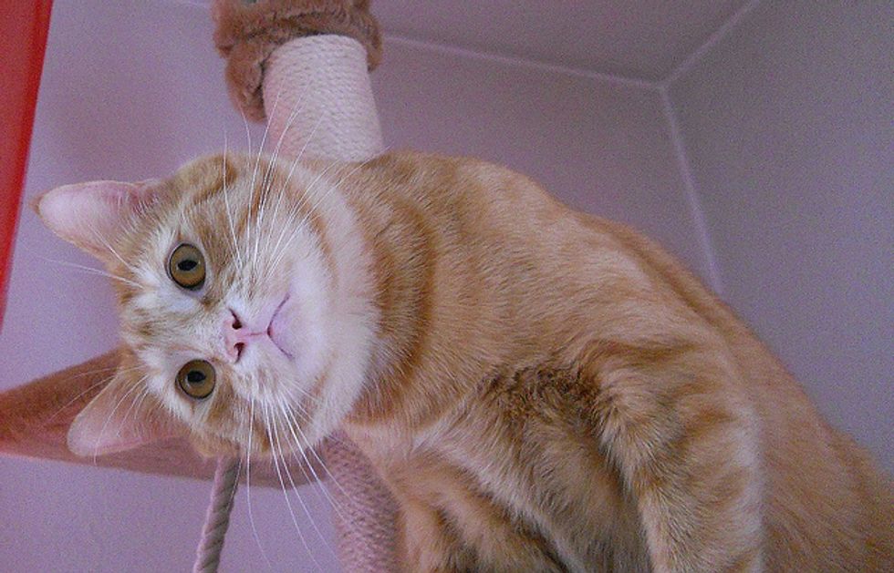 Lucky the Kitty with a Huge Purrsonality