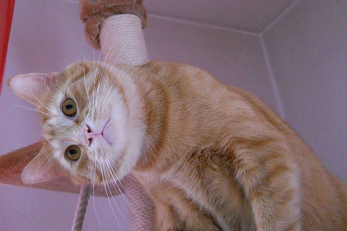 Lucky the Kitty with a Huge Purrsonality