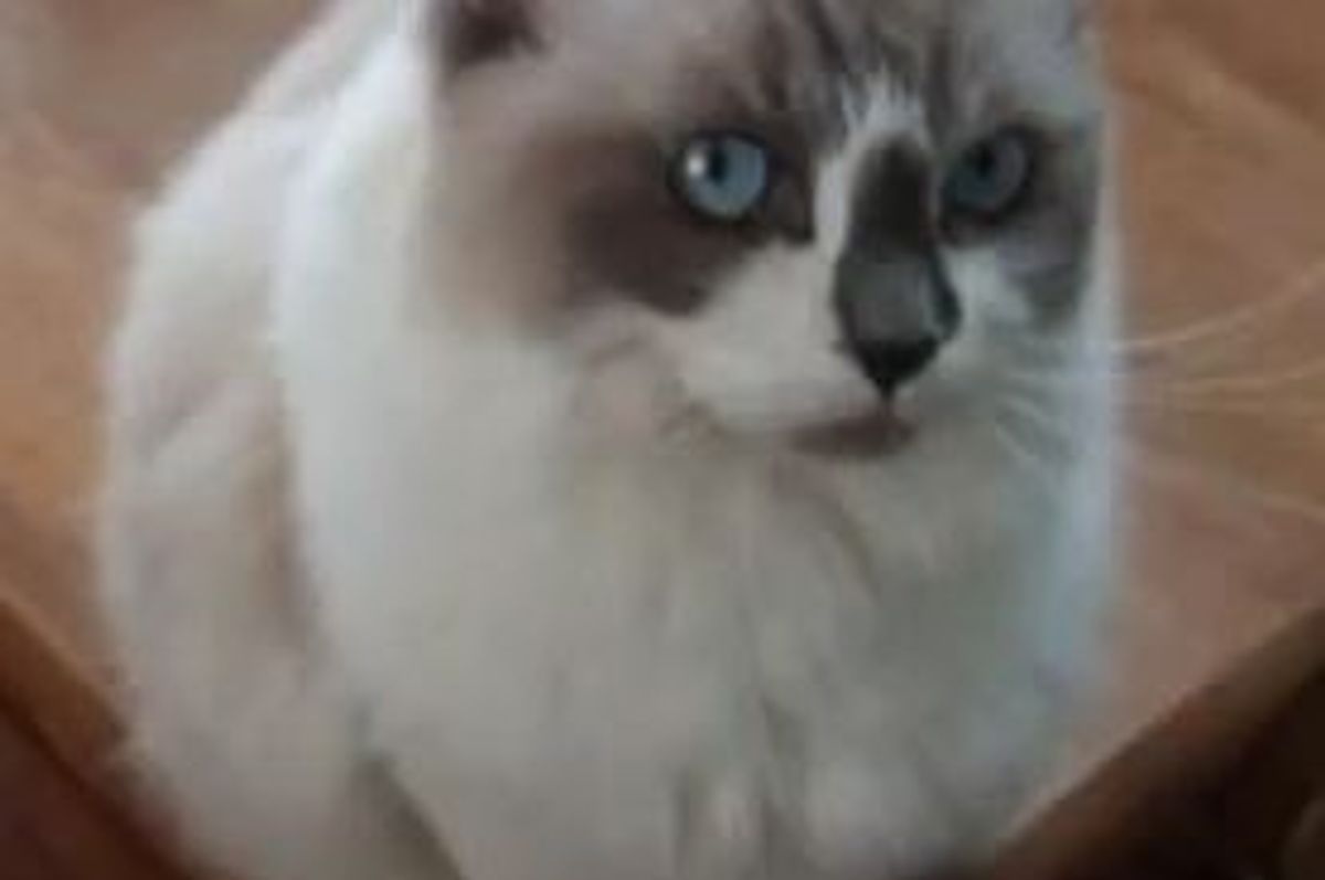 The Love Bug Kitty