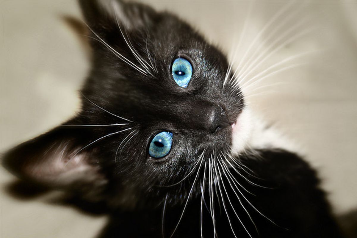 Billi the Tuxedo Kitten