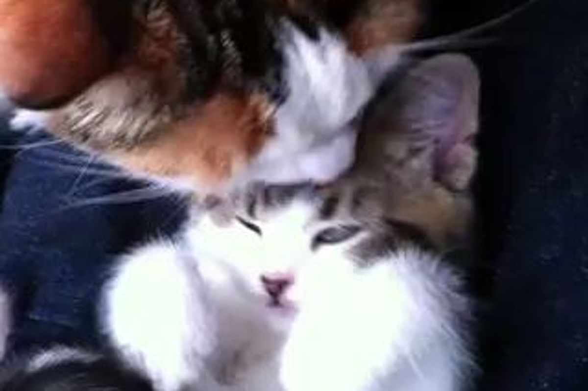 Little Kitten Bonding with Big Kitty