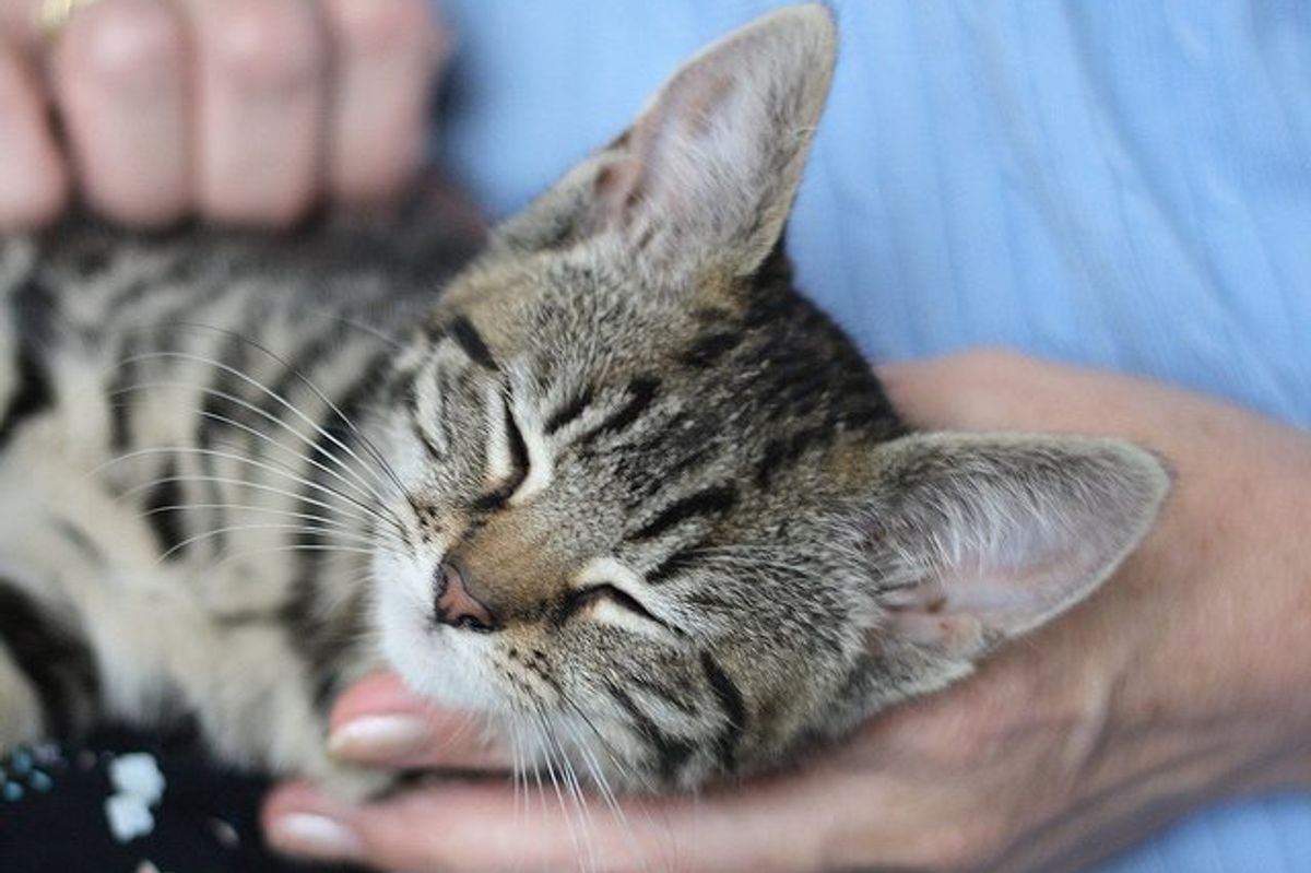 Milly the Timid Kitten Comes Out of Her Shell