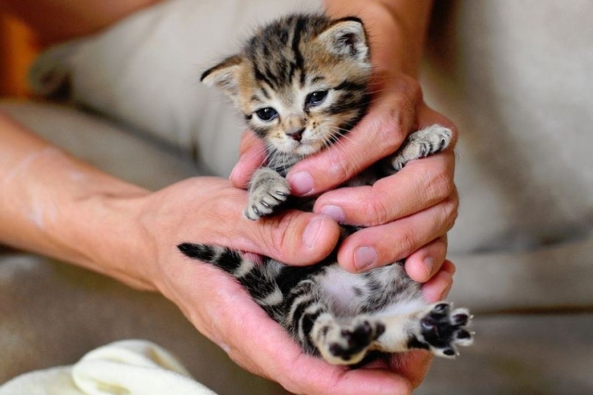 Little Rescued Baby Pumpkin