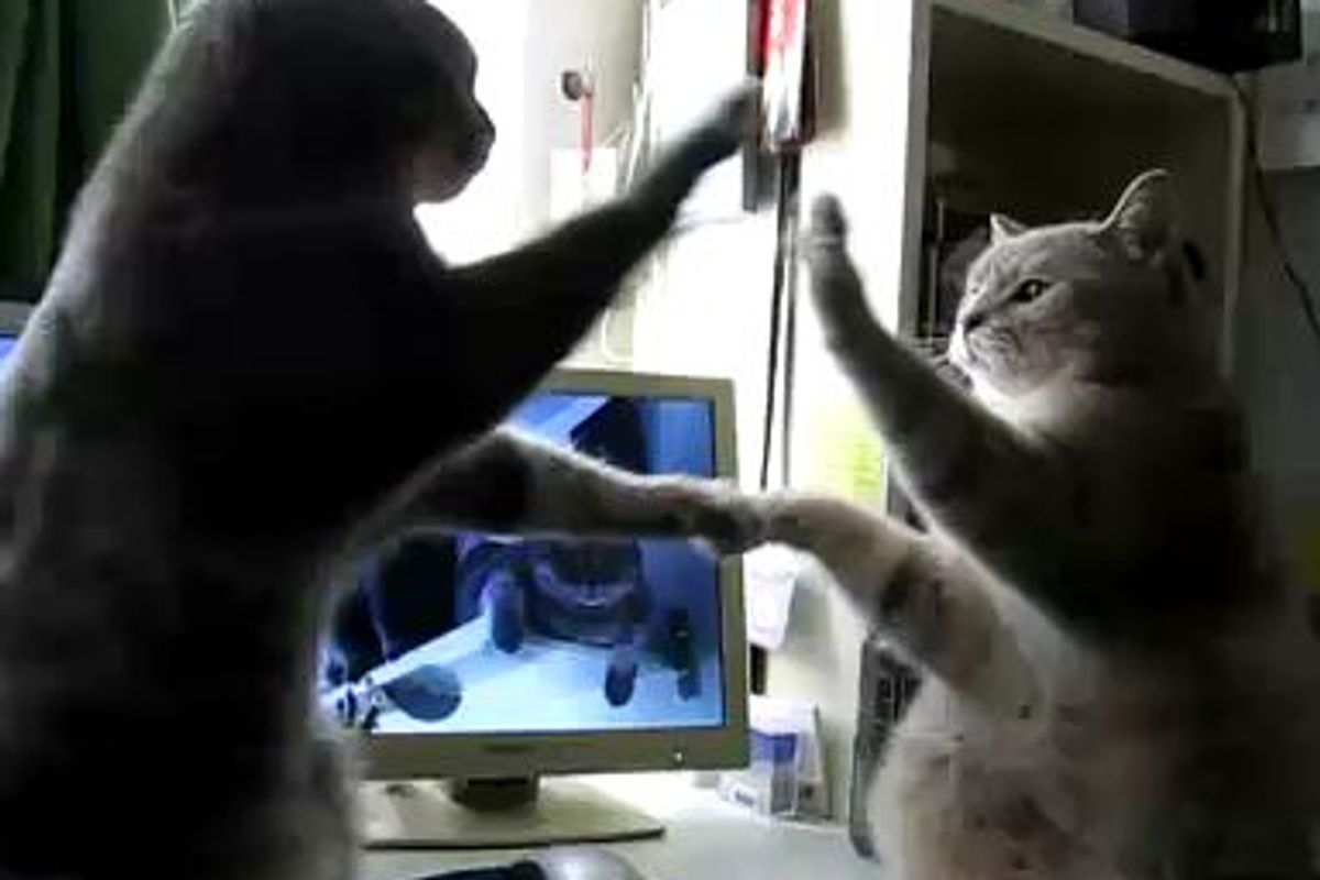 High-fiving Kitties