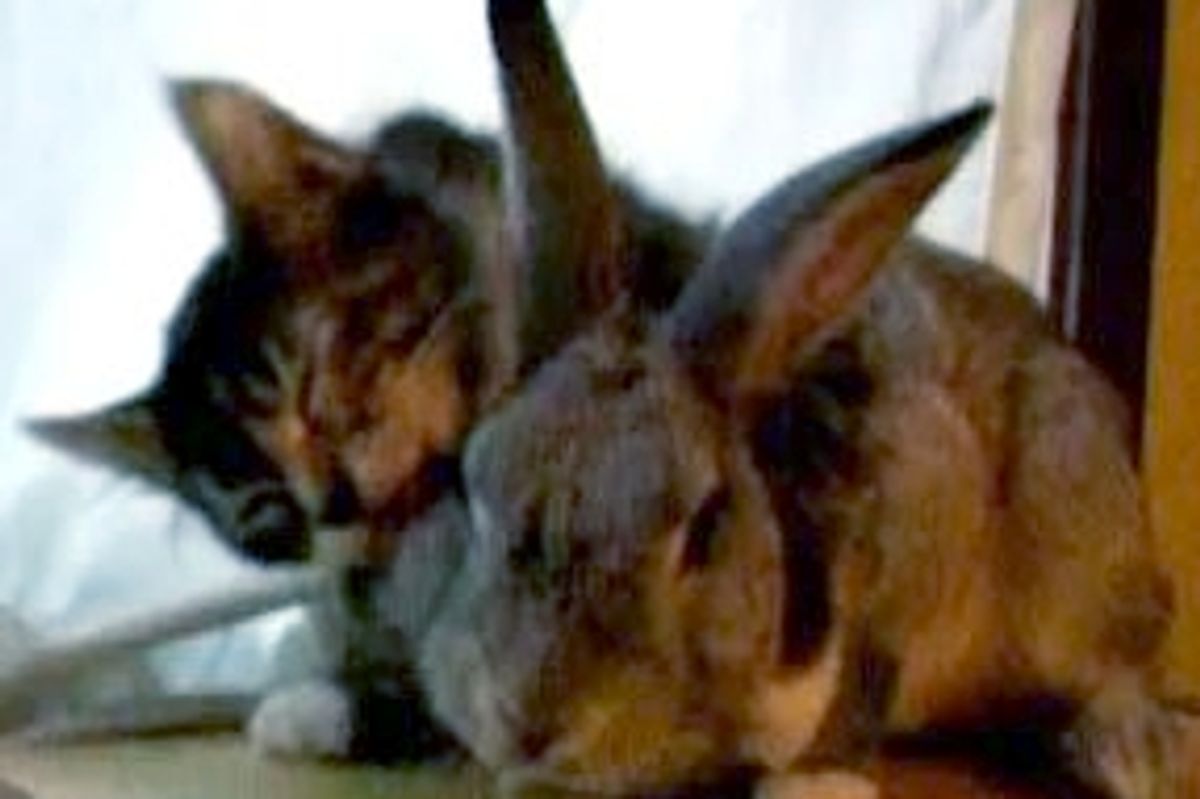 Cute Kitten Loves Her Bunny