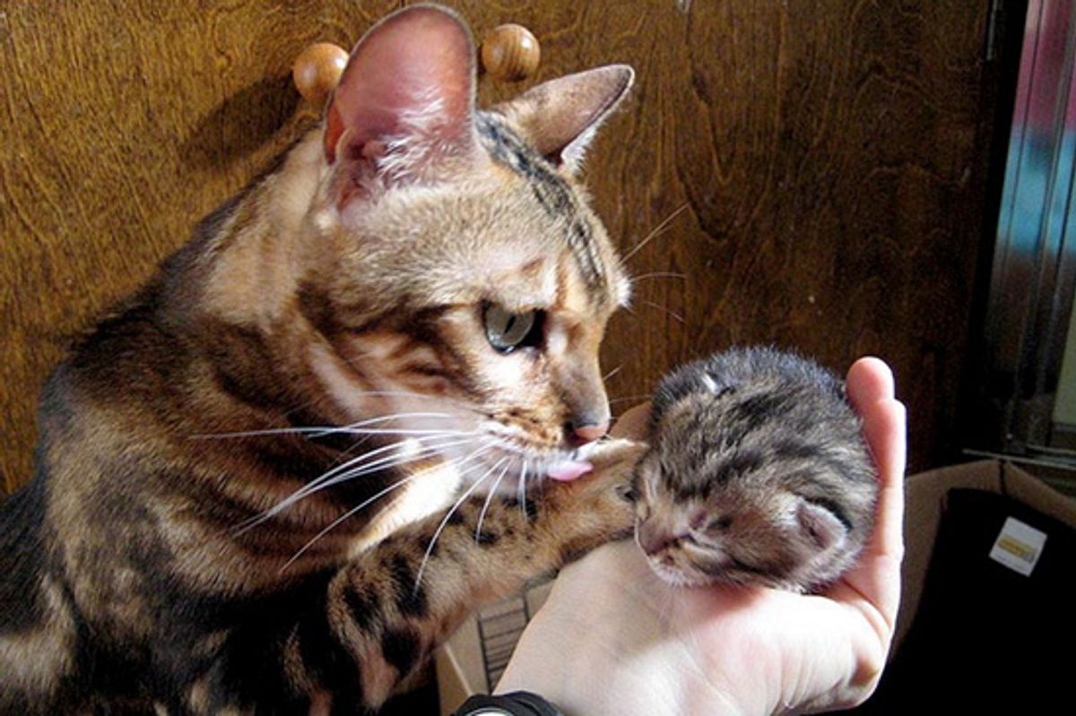 Rescued Bengal Mama and Son