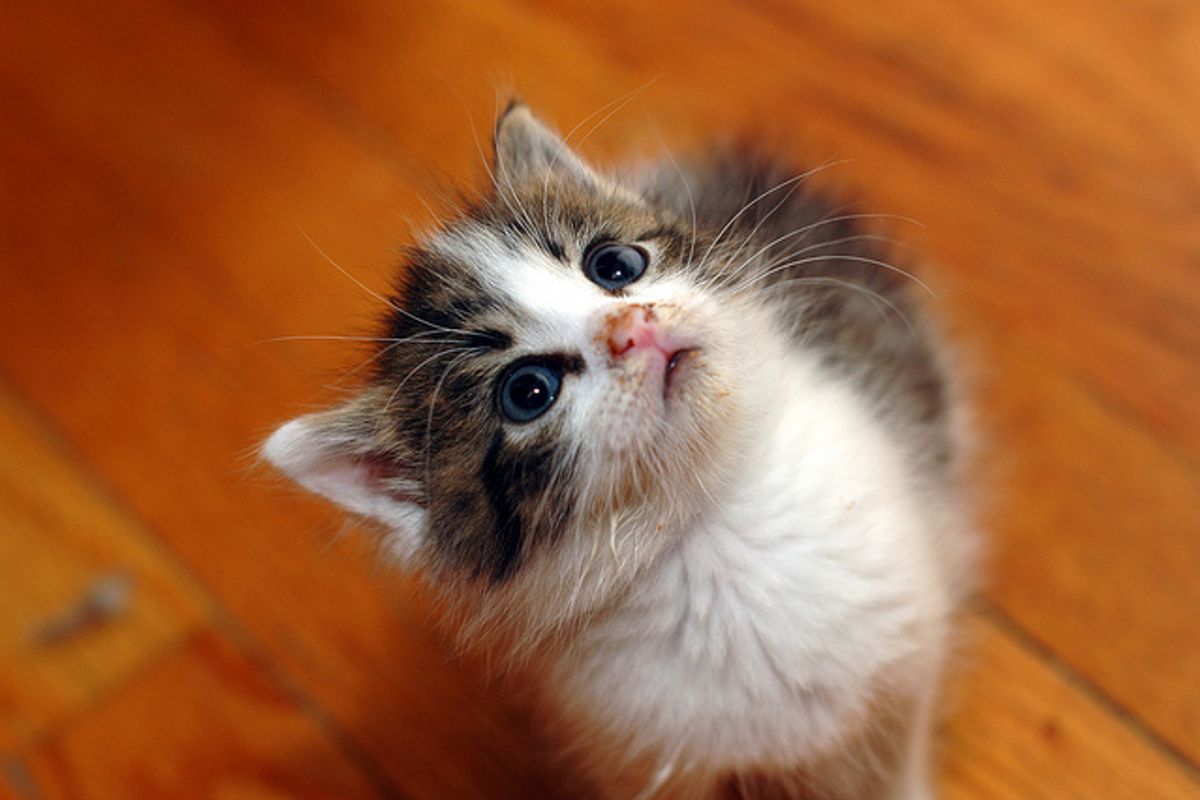 Little 4 Week Old Rescue