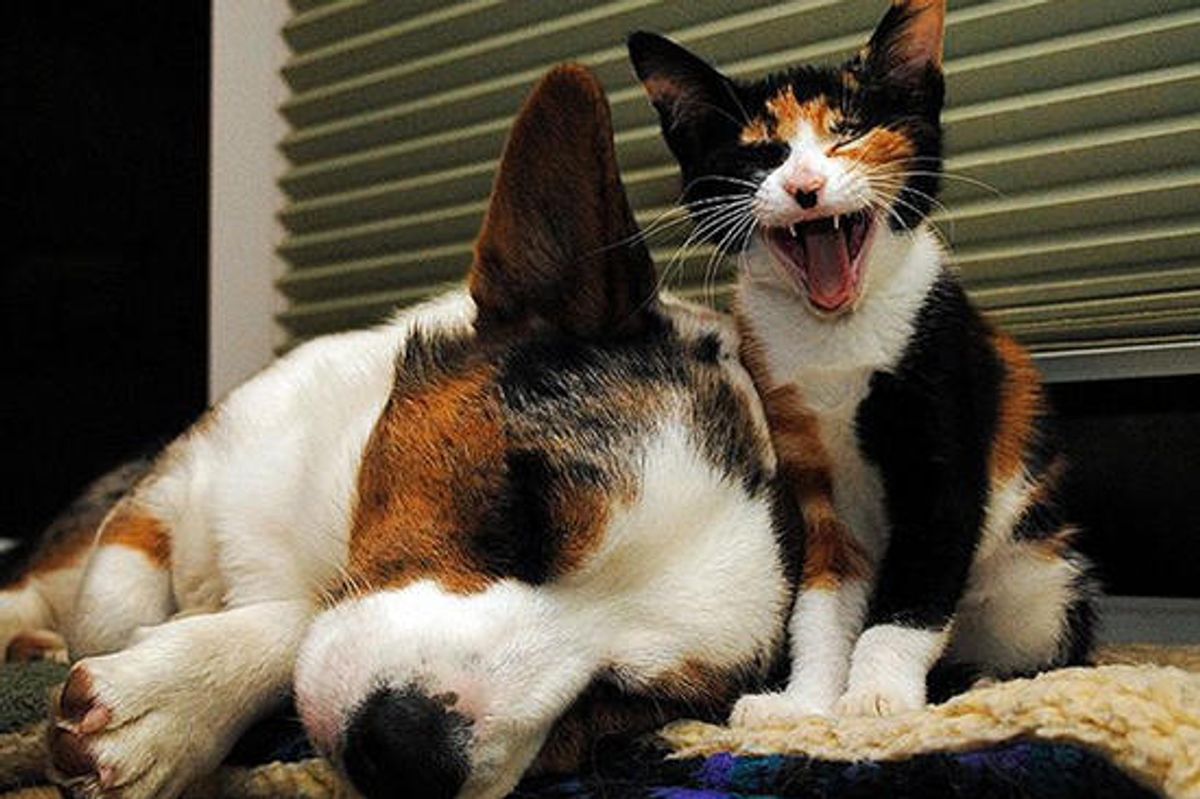 Friendship Between Sophie the Kitten and Simon the Pup