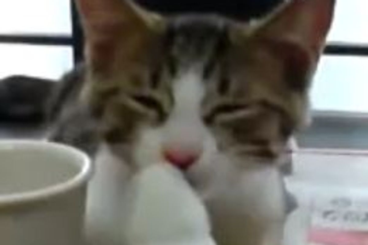 Kitty Watching Birdie Play