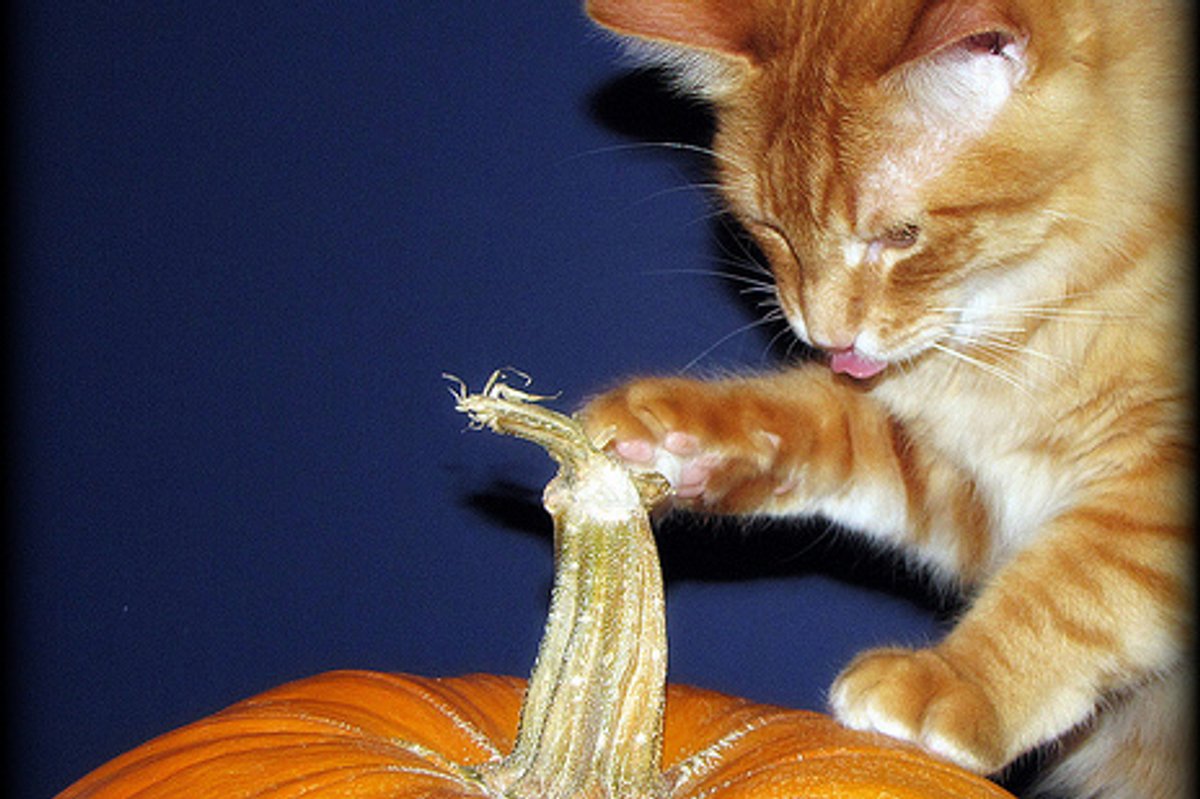 Kitties and Pumpkins, Happy Halloween!