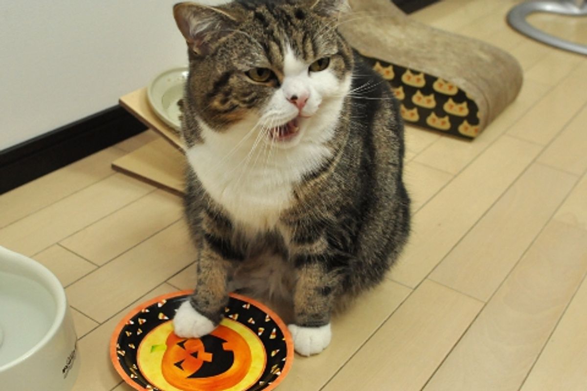 Maru's Investigation