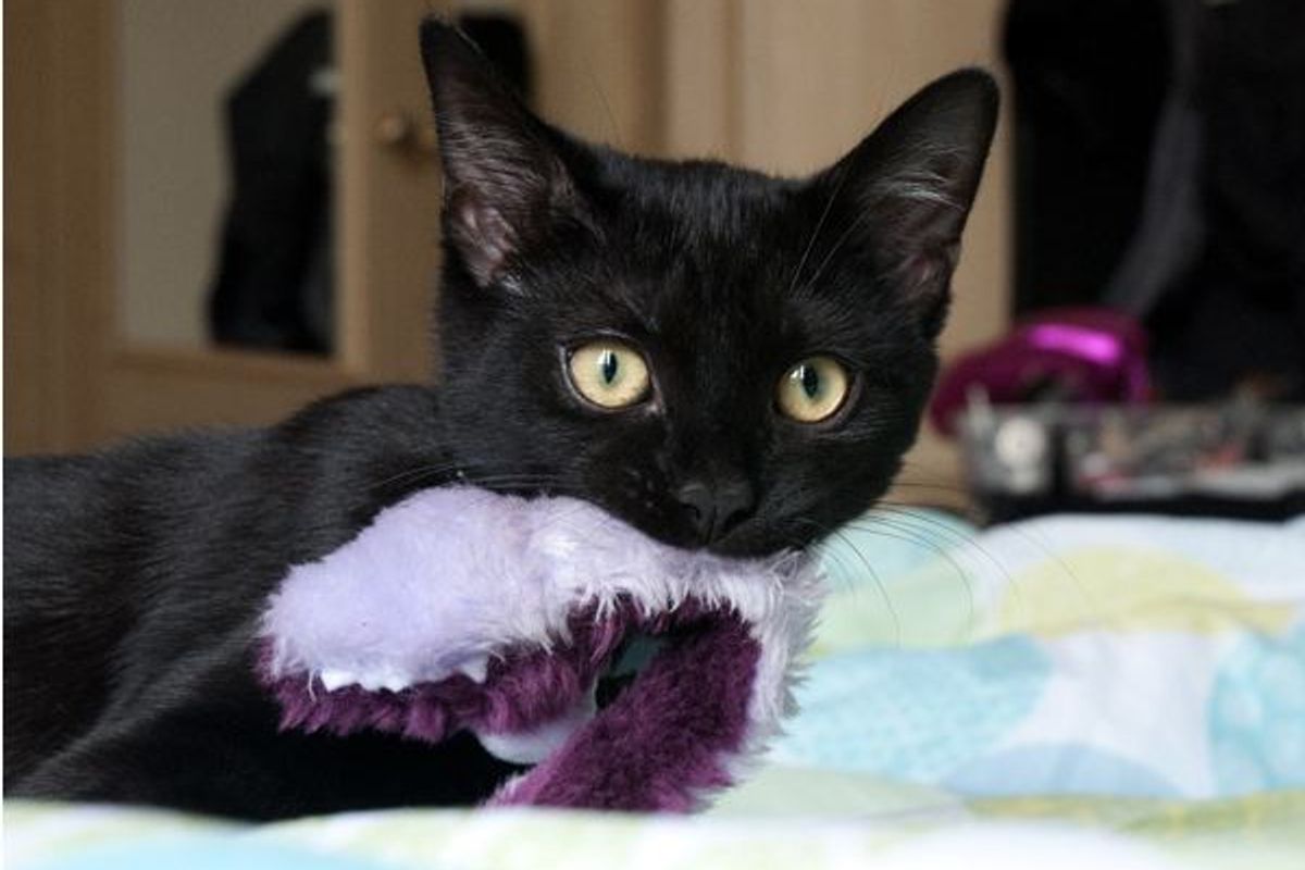 Story of Neko the Adorable Black Kitty