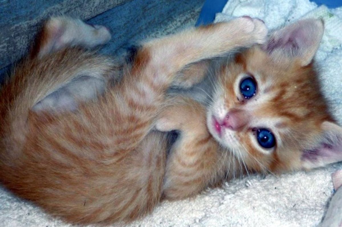 October Cat/Kitten of the Month Results