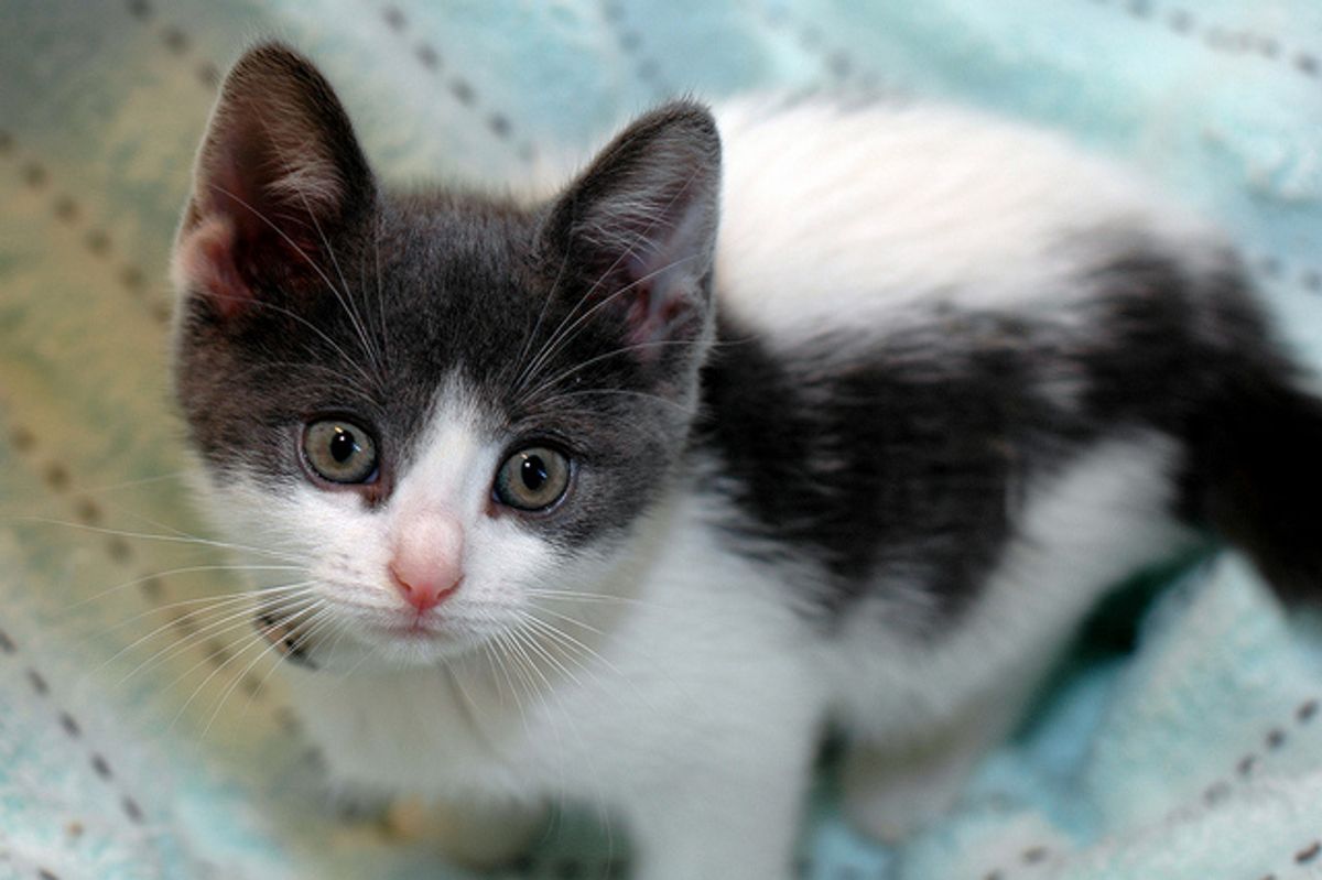 Little Rescue Brenda Looking for a Loving Home