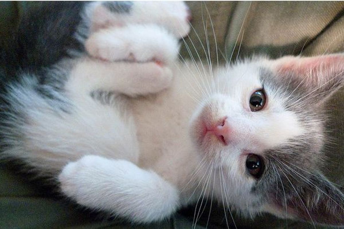 The Dream that Helped Sam Find His Forever Home