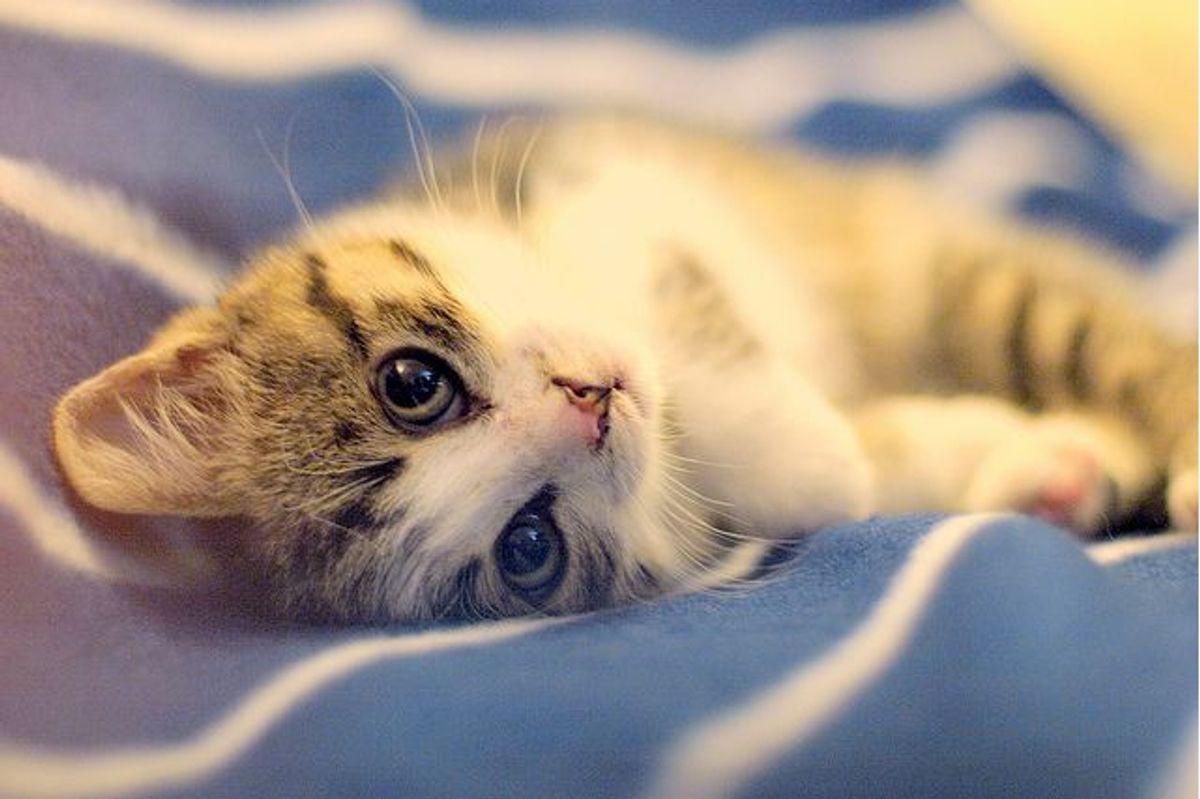 Amelie the Little Rescued Kitten