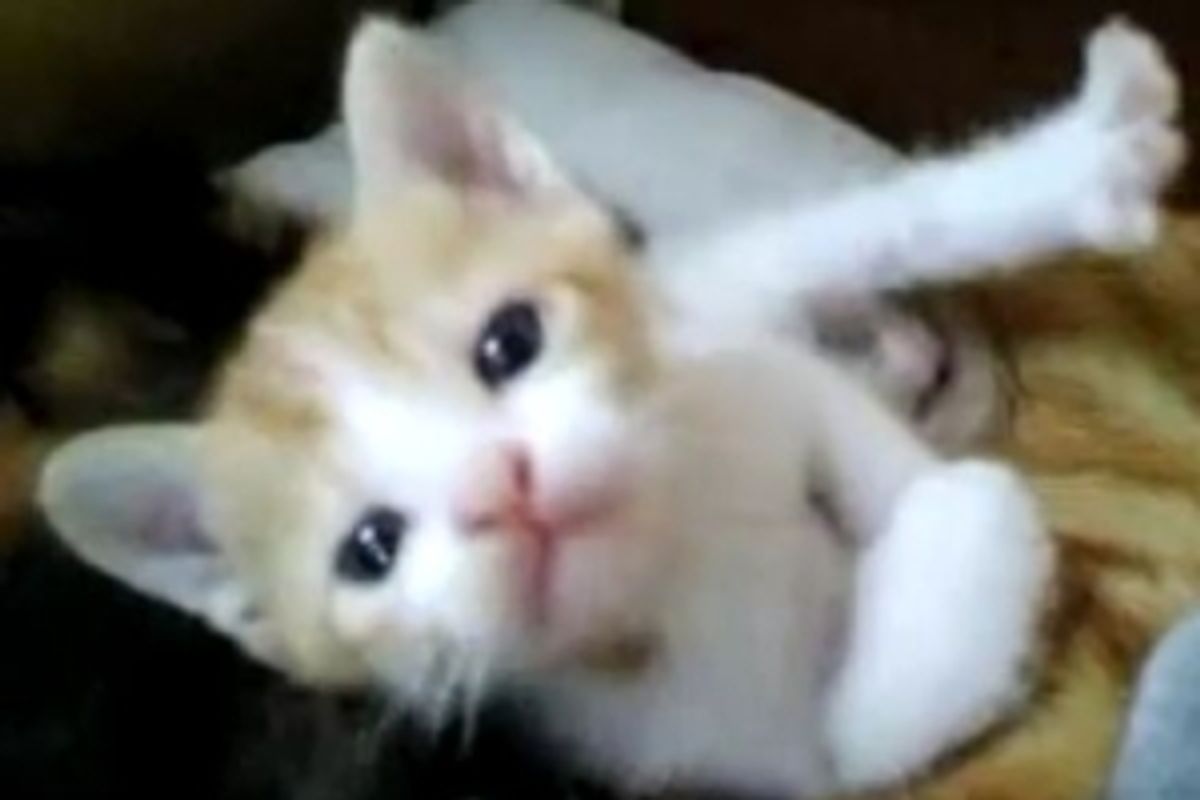 Kitten Toesie Cuteness