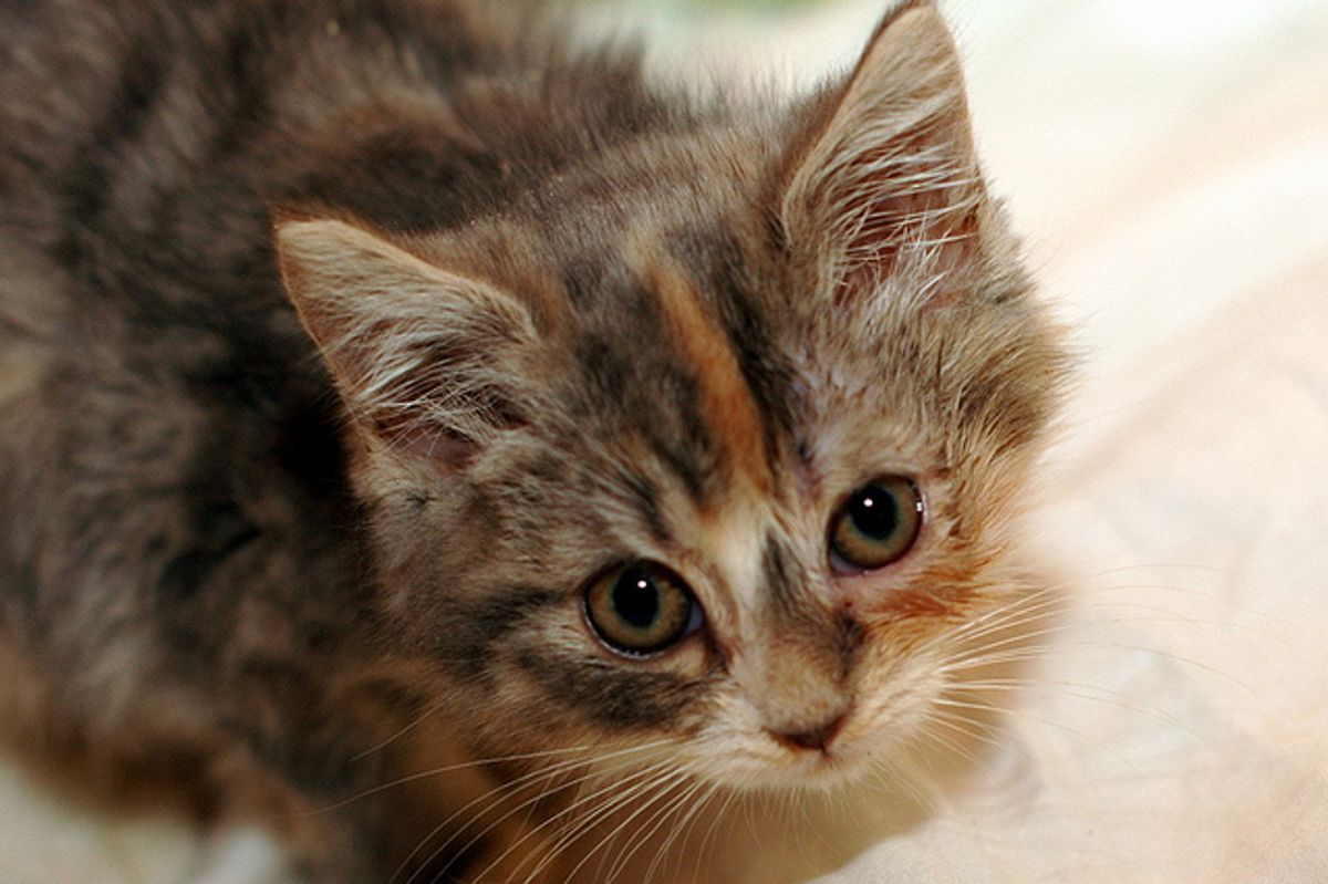 2 Kittens and Cat Mama Need Forever Loving Home