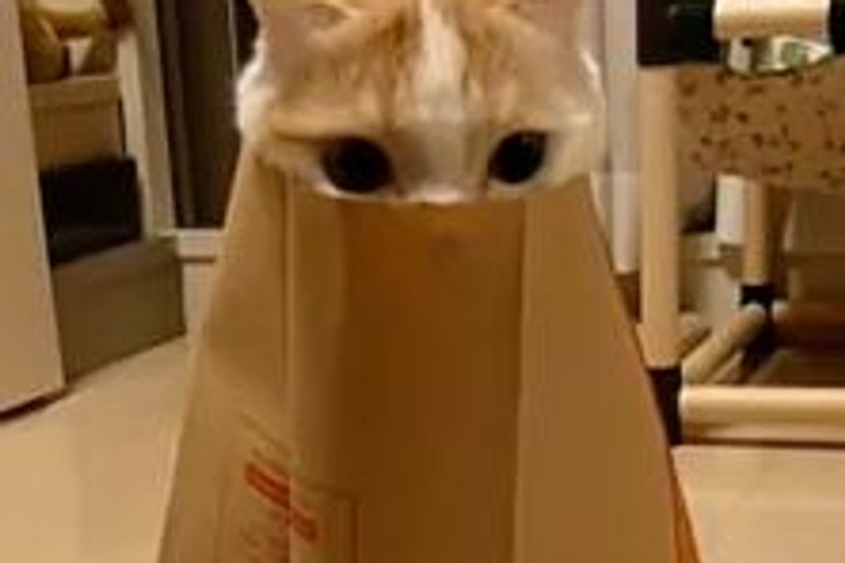 Purrfect Kitty Hiding Spot
