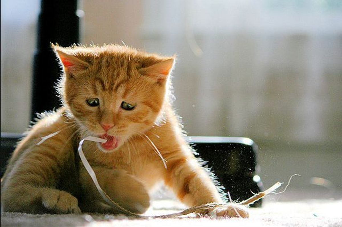 Charlie the Little Ginger Rescue