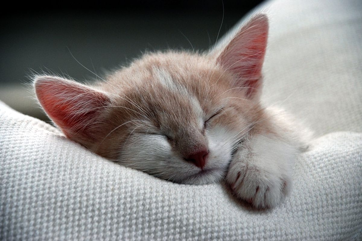 Story of Simone the Sweet Little Kitty