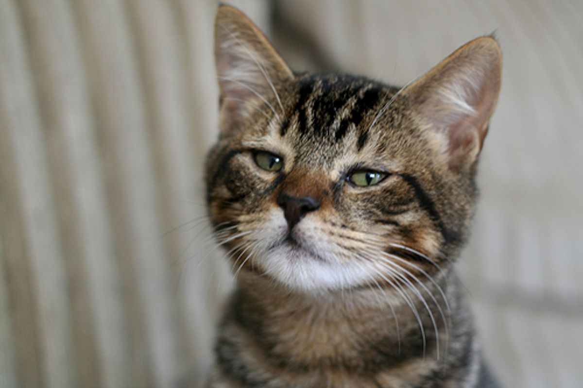 Mohsen the Playful Rescued Tabby