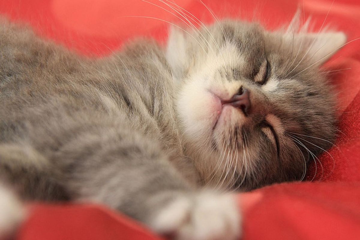 Story of Smudge the Grey Rescue